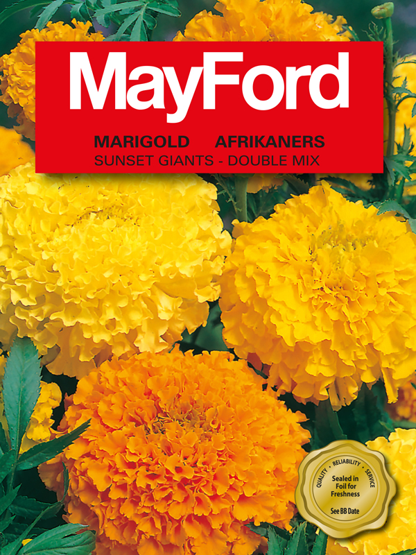 CRAVO MARIGOLD SUNSET GIANTS AFR DB GT,PC (MAYFORD FOIL PKT)